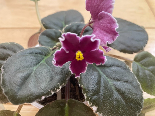 African violet raspberry - -,