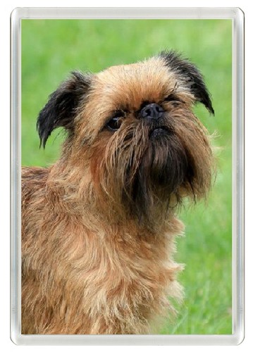 Brussels griffon dog fridge - griffon,
