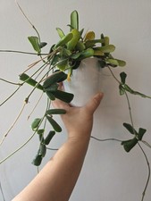 Hoya Rotundiflora Unrooted