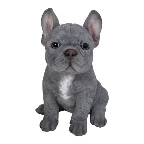 Blue french bulldog puppy - blue,