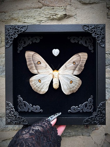 Rare ghostly silk moth - rare,