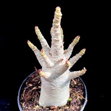Adenium Ansu Baobab Desert
