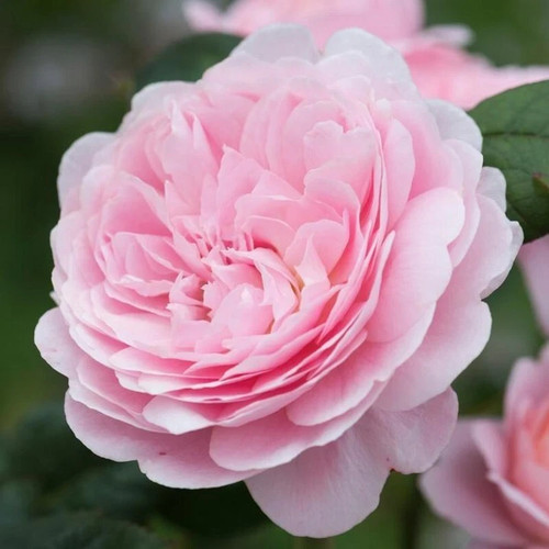 Cecilia rose bush - cecilia', garden