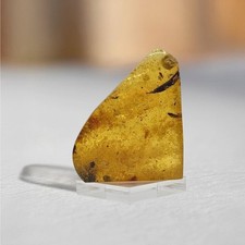 SNAIL in Burmese / Burmite