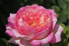 NEVER ENDING STORY  ROSE -