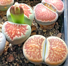 LITHOPS SEEDS - julii cv ‘ Kikushogyoku ‘ red veined form - 25 seeds