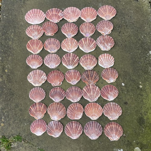 Sea worn medium sized - sea,