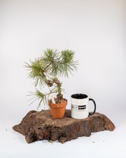 Scots Pine Mame Bonsai Tree | Outdoor Evergreen in Terracotta Bonsai Pot