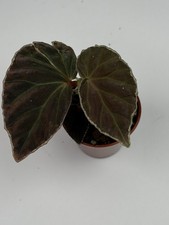 NEW! HYBRID! Begonia