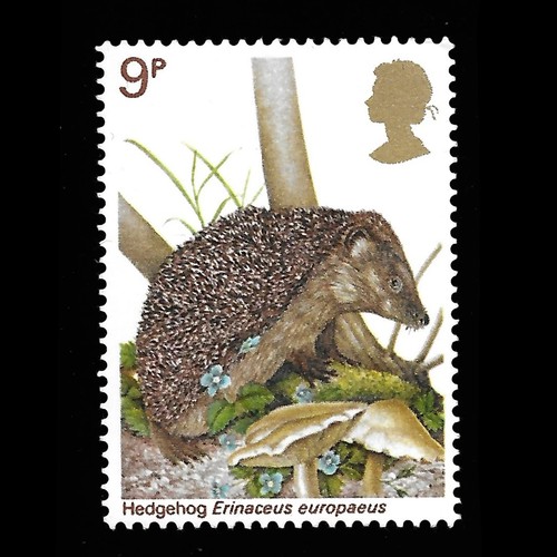 Nature hedgehog british - nature,