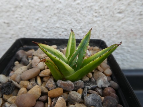 Agave victoria reginae - agave, victoria-reginae
