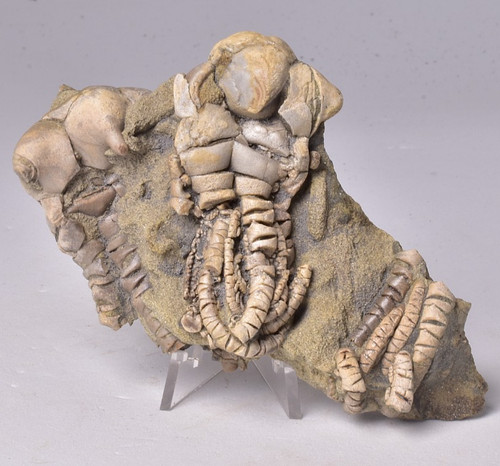 Crinoid fossil jimbacrinus - fossil,,