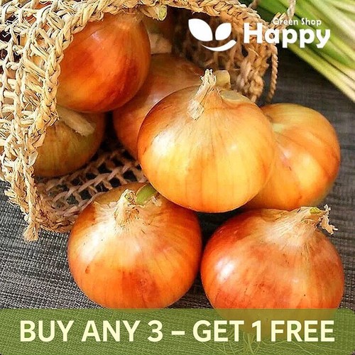 Vegetable onion augusta - -,