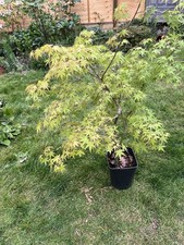 Acer Japanese Maple Tree