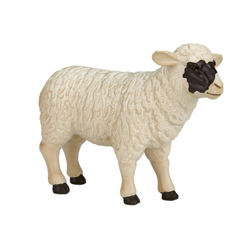 Mojo sheep ewe farm - sheep,