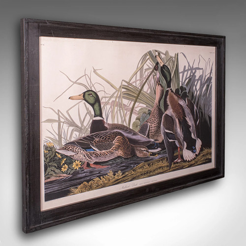 Vintage mallard duck picture - duck,