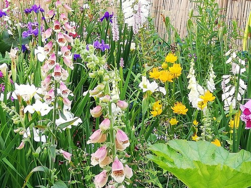 Digitalis foxglove x - digitalis, 200+
