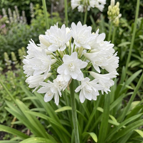 Agapanthus double diamond - agapanthus,