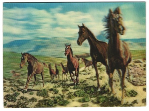 Horse herd a steppe - herd, in