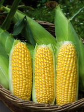 15 Moonshine Sweetcorn Seeds