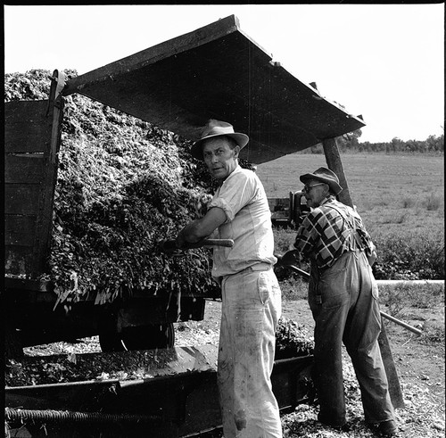 1960s photo negative two - photo, of