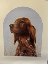John Sliver  Irish Red Setter