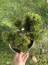 Japanese Black Pine Bonsai Tree. Name Is 千寿丸