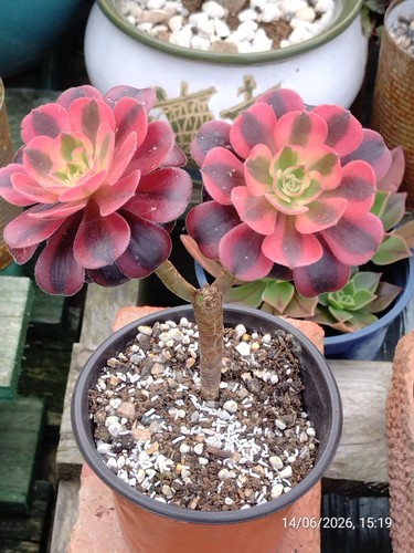 One double heads aeonium - double,