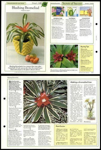 Blushing bromeliad unusual - blushing,
