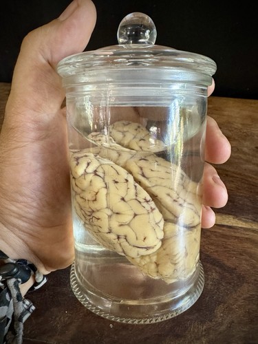 Preserved sheep brain - preserved, in