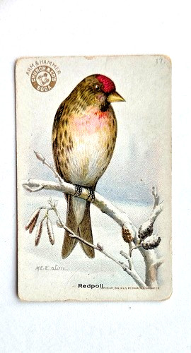 1918 redpoll useful - 1918, redpoll,