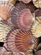 Flat king sea - 10, scallop