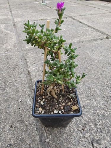 Trichodiadema bulbosum caudex - bulbosum,