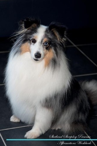 Shetland sheepdog affirmations - sheepdog,