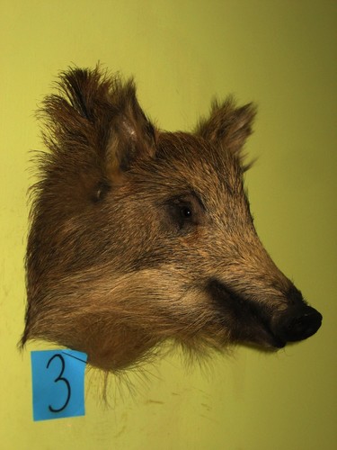 Boar head small wild - boar,
