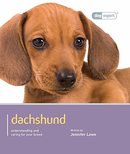 Dachshund dog expert by - dachshund,