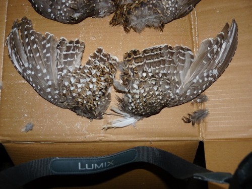 Beautiful sharpe tail grouse - tail,