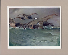 A . W.  SEABY   ~ BRENT-GEESE