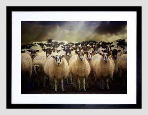 85816 sheep flock farm animal - 85816,