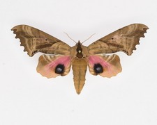 Sphingidae - Paonias excaecata