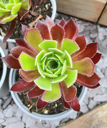 Aeonium firecracker succulent - firecracker,