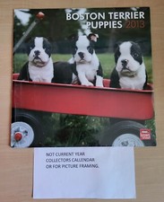 2013  BOSTON TERRIER  PUPPIES
