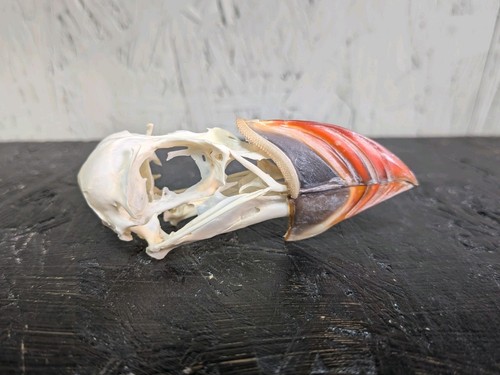 Puffin skull taxidermy - puffin, skull,