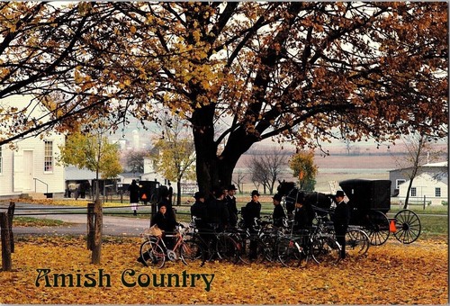 Amish country horse - amish,