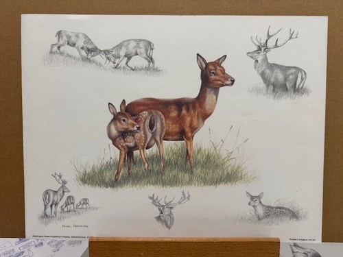 Nigel hemming deer collage - deer,