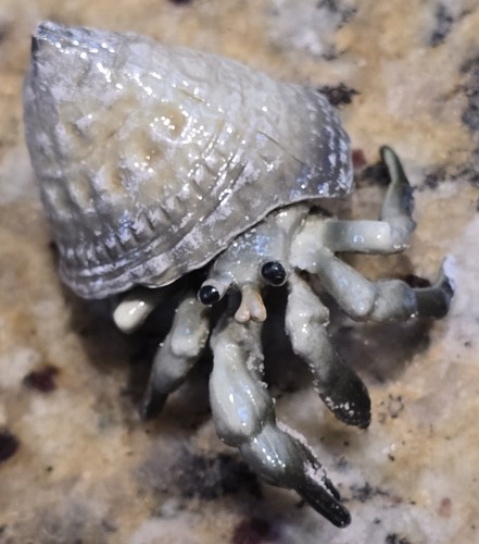 Land crab with - with, natural