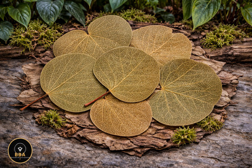 X10 bodhi leaves terrarium - x10,