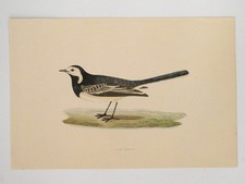 Pied Wagtale British Bird
