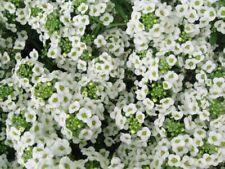 Flower - Alyssum Carpet of Snow - 3000 Premium Quality Seeds - 1st Class Postage
