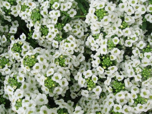 Flower alyssum carpet - alyssum,